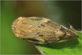 <p>PĚNODĚJKA OLŠOVÁ (Aphrophora alni) Dolní Podluží</p>